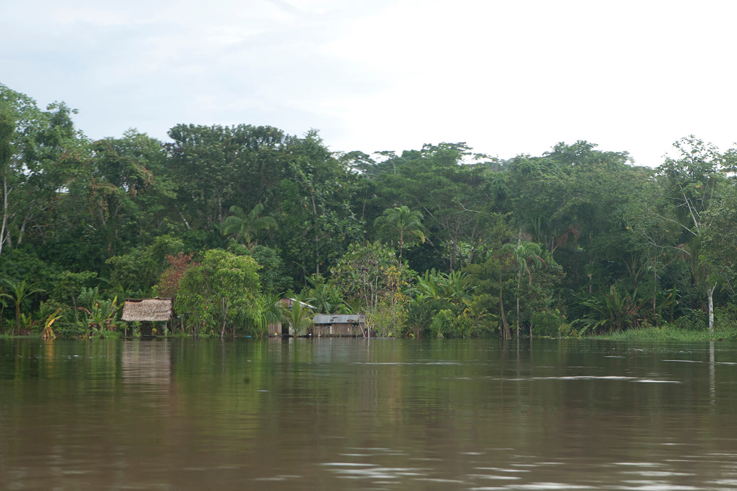AMAZONAS 19 rio galeria_MG_4752.jpg